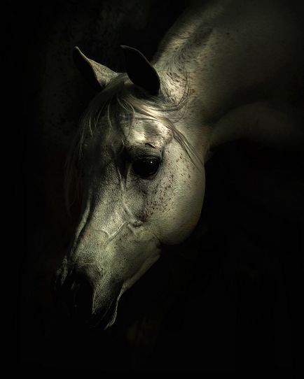 Красиві фото коней від wojtek kwiatkowski