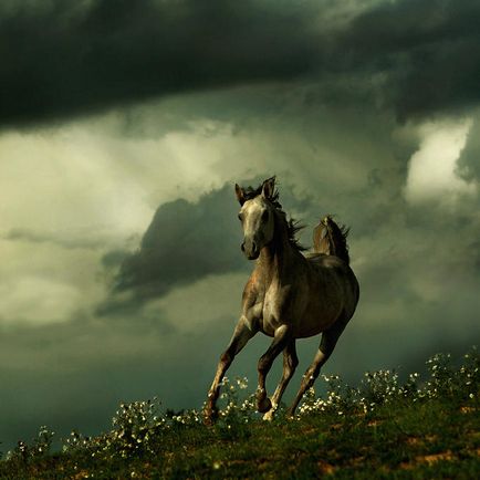 Красиві фото коней від wojtek kwiatkowski