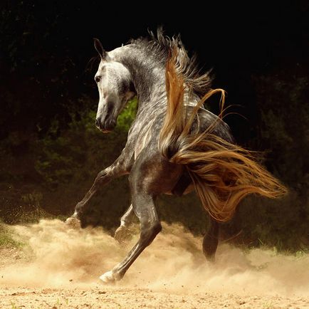 Fotografii frumoase de cai de la wojtek kwiatkowski