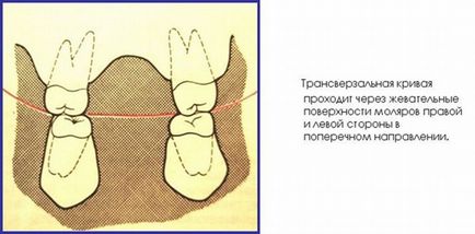 A görbe a Spee a fogszabályozás szagittális és transzverzális okklúziós ív