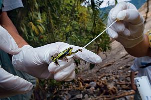 Ki öli kétéltűek - National Geographic Oroszország