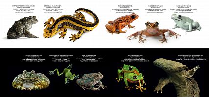 Ki öli kétéltűek - National Geographic Oroszország (Katolikus Pápai Egyetem) Ki öli kétéltűek - National Geographic Oroszország