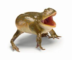 Ki öli kétéltűek - National Geographic Oroszország (Katolikus Pápai Egyetem) Ki öli kétéltűek - National Geographic Oroszország