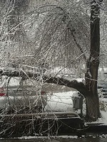 Unde să meargă dacă arborele a căzut - sfaturi de la lemn