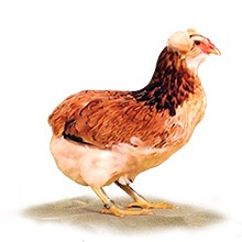 Vásárlás csirke fajta Wyandotte - baromfitelep „arany fésű”