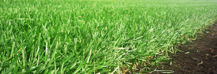 Купити рулонний газон тонконіг лучний в Челябінську за низькими цінами