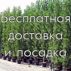 Купити рулонний газон тонконіг лучний в Челябінську за низькими цінами