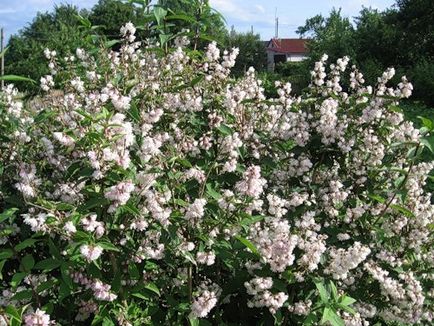 Cserje Deutzia - ültetés és ápolás a nyílt területen (Deutzia cserje) Cserje Deutzia - ültetés és gondozás a nyílt terepen
