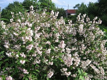 Cserje Deutzia - ültetés és gondozás a nyílt terepen