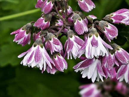 Cserje Deutzia - ültetés és gondozás a nyílt terepen