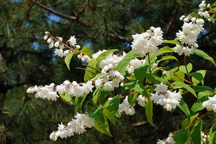 Cserje Deutzia - ültetés és ápolás a nyílt területen (Deutzia cserje) Cserje Deutzia - ültetés és gondozás a nyílt terepen