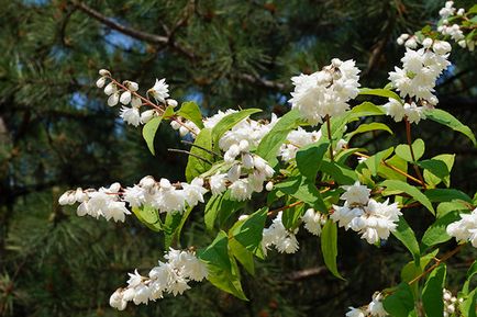 Cserje Deutzia - ültetés és gondozás a nyílt terepen