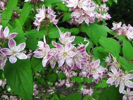 Cserje Deutzia - ültetés és gondozás a nyílt terepen