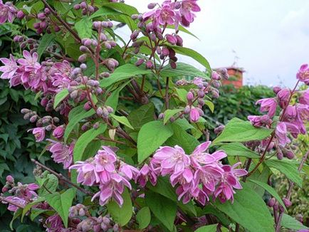 Cserje Deutzia - ültetés és ápolás a nyílt területen (Deutzia cserje) Cserje Deutzia - ültetés és gondozás a nyílt terepen