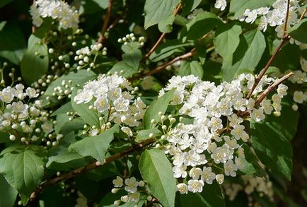 Cserje Deutzia - ültetés és gondozás a nyílt terepen