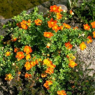 Fotografia de arbust kuril, plantare și îngrijire, tăiere în timp ce crește, descrierea soiurilor