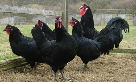 La Fleche csirkék tenyészteni részletes leírása fotókkal és vélemények