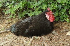 La Fleche csirkék tenyészteni részletes leírása fotókkal és vélemények