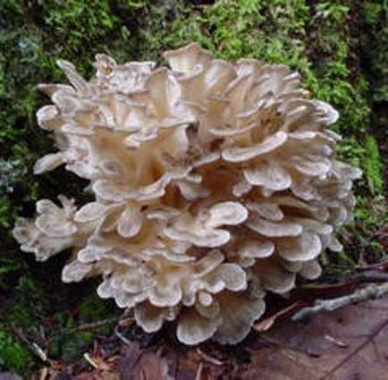 Лікувальні властивості гриба мейтаке