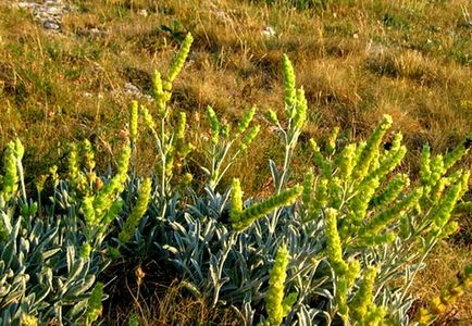 Plante medicinale în Crimeea - rețete, descriere, fotografie