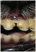 Лікування і профілактика зубного каменю у собак