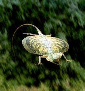 Літаюча ящірка - draco volans