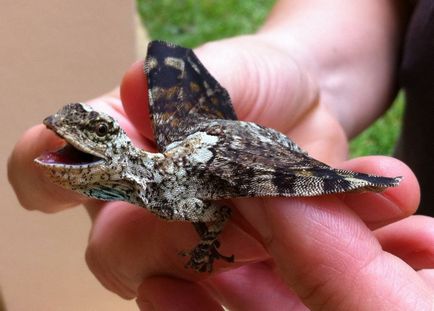 Літаюча ящірка або летючий дракон (draco volans)