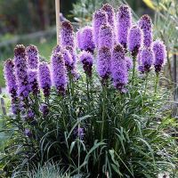 Liatris - plantare și îngrijire