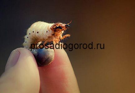 Larva din gândacul mai ca luptă pentru căpșuni, metode eficiente, video și fotografii