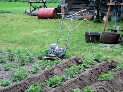 Loplosh și grădină de legume