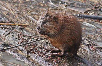 Prinzând muskrat pe bot, cric de toate meseriile