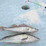 Pescuitul de grau, pescuit rusesc