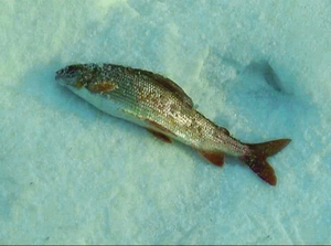 Capturarea grayling ce fel de pește, alegerea și pregătirea de unelte, caracteristici de pescuit și sfaturi experimentate