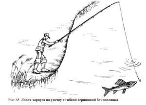 Ловля харіуса що це за риба, вибір і приготування снастей, особливості риболовлі і поради бувалих