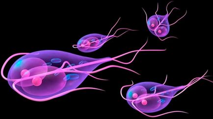 Giardia при деца, което детето има Глардиаза, снимки паразити