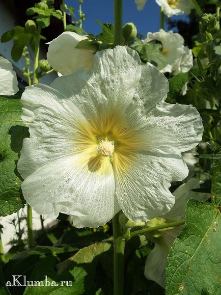 Malva cultivată din semințe, proprietăți utile de mlaștină, fotografie