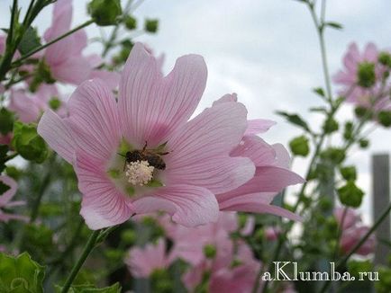 Malva cultivată din semințe, proprietăți utile de mlaștină, fotografie