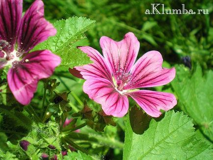 Malva cultivată din semințe, proprietăți utile de mlaștină, fotografie