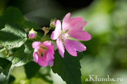 Malva cultivată din semințe, proprietăți utile de mlaștină, fotografie