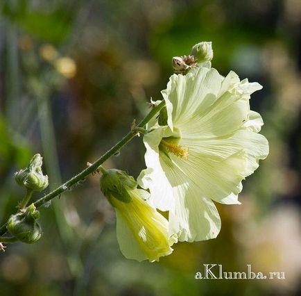 Malva cultivată din semințe, proprietăți utile de mlaștină, fotografie