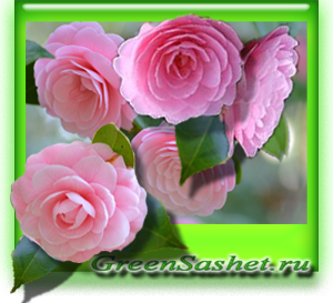 Ulei de camellia - camelia sasanqua
