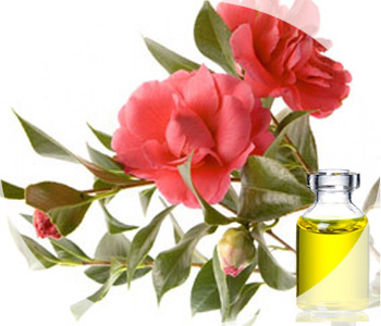 Ulei de la Camellia - proprietăți uimitoare și aromă unică