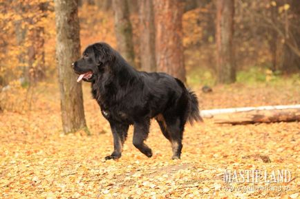 Mastif - pepinieră, mastiff tibetan екатеринбург