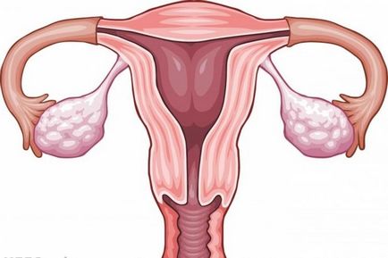 Mărimea femeii uterine, părțile principale, funcțiile