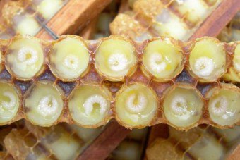Маточне бджолине молочко як приймати, корисні властивості і протипоказання