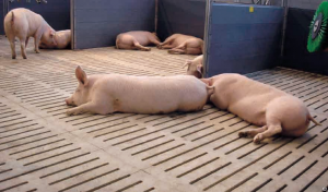 Metode de creștere și păstrare a porcilor în fermele mari