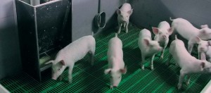 Metode de creștere și păstrare a porcilor în fermele mari