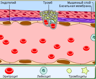 Mecanismul de coagulare a sângelui, medicina populară