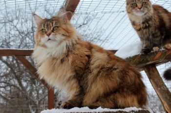 Maine coons câți trăiesc