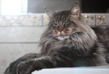 Maine coons câți trăiesc